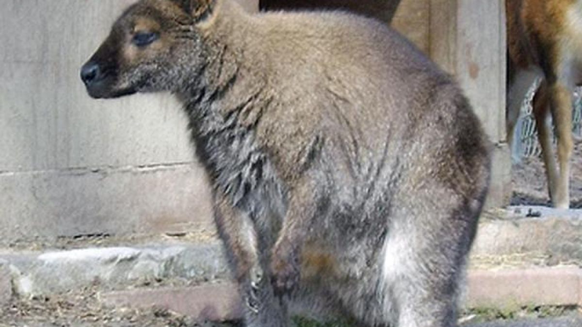 Sydney the Wallaby 