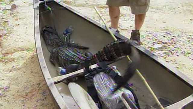 Hope Mills alligator caught