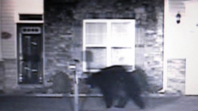 Dash-cam video of bear in Hope Mills
