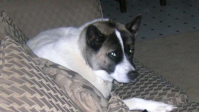 Garner pet owner: Dog with rabies hadn't been vaccinated