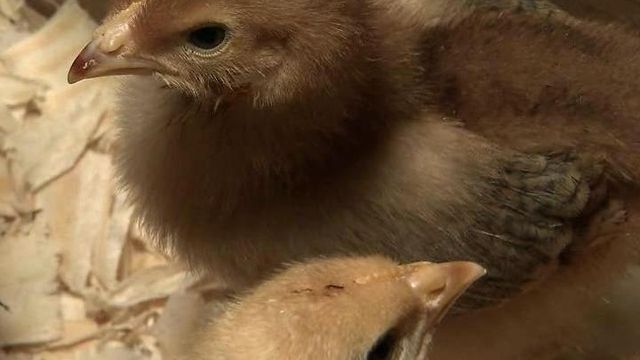 Chickens allowed to roost in Cary