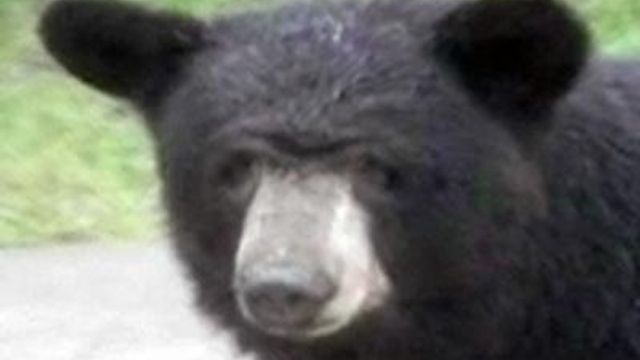 Bear big news in north Raleigh neighborhood
