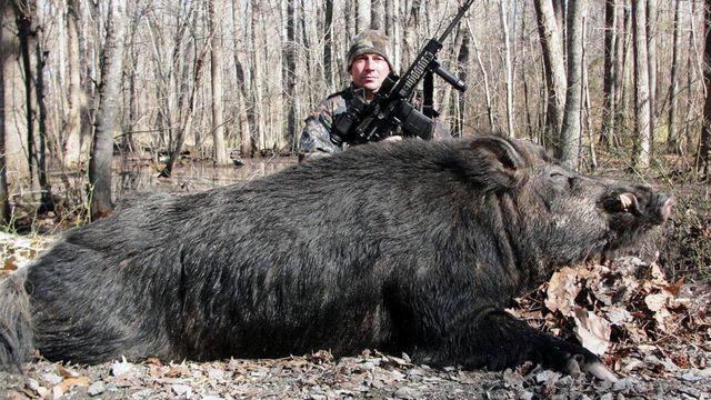 Hunter catches 500 pound wild boar