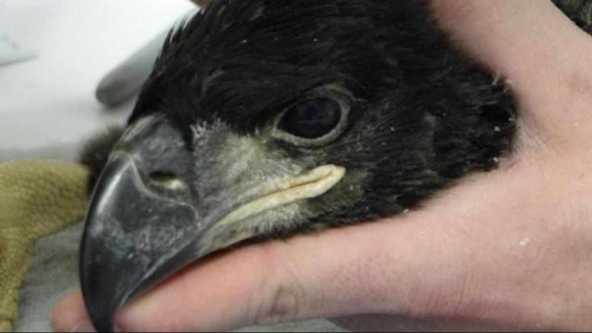 Baby eaglet