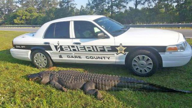NC holds off on proposed alligator hunt