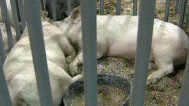 Fair aims to keep pigs healthy