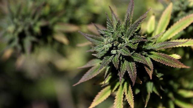 Marijuana legalized in New Jersey 