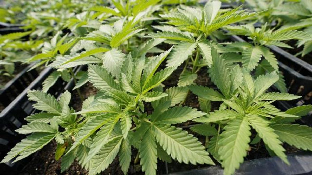 Recreational marijuana legalization