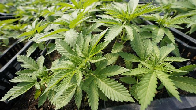 NC Senate approves medical marijuana bill, House vote uncertain