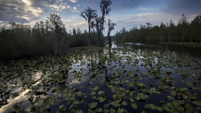 FILE - The sun sets over water lilies and cypress trees along the remote Red Trail wilderness water trail of Okefenokee National Wildlife Refuge, Wednesday, April 6, 2022, in Fargo, Ga. The Georgia Environmental Protection Division on Friday, Feb. 9, 2024, released drafts of three permits that would allow Alabama-based Twin Pines Minerals to mine outside the swamp. (AP Photo/Stephen B. Morton, File) FILE - The sun sets over water lilies and cypress trees along the remote Red Trail wilderness water trail of Okefenokee National Wildlife Refuge, Wednesday, April 6, 2022, in Fargo, Ga. The Georgia Environmental Protection Division on Friday, Feb. 9, 2024, released drafts of three permits that would allow Alabama-based Twin Pines Minerals to mine outside the swamp. (AP Photo/Stephen B. Morton, File)