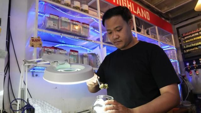 Founder of Highland cafe Rattapon Sanrak prepares flower bud of marijuana for customers at his shop in Bangkok, Thailand, Monday, Feb. 12, 2024. Thailand almost two years ago spawned a highly visible retail industry when it decriminalized the sale and possession of cannabis, but now appears set to tighten controls to ban its recreational use. (AP Photo/Sakchai Lalit) Founder of Highland cafe Rattapon Sanrak prepares flower bud of marijuana for customers at his shop in Bangkok, Thailand, Monday, Feb. 12, 2024. Thailand almost two years ago spawned a highly visible retail industry when it decriminalized the sale and possession of cannabis, but now appears set to tighten controls to ban its recreational use. (AP Photo/Sakchai Lalit)