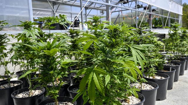 US moves to lessen marijuana restrictions 