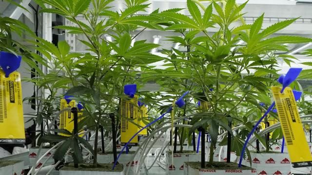 FILE - Young marijuana plants have state mandated identification tags in the indoor growing facility of Mockingbird Cannabis in Raymond, Miss., Friday, Jan. 20, 2023. A federal proposal to reclassify marijuana as a less dangerous drug has raised the hopes of some pot backers that more states will embrace cannabis. (AP Photo/Rogelio V. Solis, File) FILE - Young marijuana plants have state mandated identification tags in the indoor growing facility of Mockingbird Cannabis in Raymond, Miss., Friday, Jan. 20, 2023. A federal proposal to reclassify marijuana as a less dangerous drug has raised the hopes of some pot backers that more states will embrace cannabis. (AP Photo/Rogelio V. Solis, File)