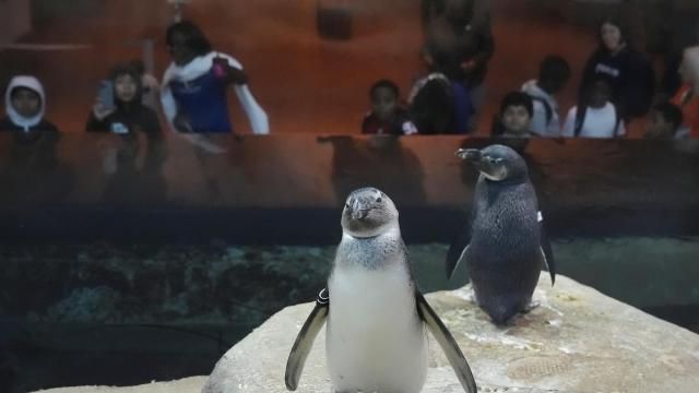 African penguin chick Lazola, foreground, and his brother, Ignatz, both born in February 2023, stand on rocks in the penguin exhibit at the California Academy of Sciences in San Francisco, Thursday, Feb. 8, 2024. The science museum in San Francisco's Golden Gate Park has a bounty of African penguin chicks after 10 hatched in just over a year as part of an effort to conserve the endangered bird. (AP Photo/Jeff Chiu) African penguin chick Lazola, foreground, and his brother, Ignatz, both born in February 2023, stand on rocks in the penguin exhibit at the California Academy of Sciences in San Francisco, Thursday, Feb. 8, 2024. The science museum in San Francisco's Golden Gate Park has a bounty of African penguin chicks after 10 hatched in just over a year as part of an effort to conserve the endangered bird. (AP Photo/Jeff Chiu)