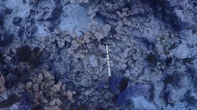 This image provided by the National Oceanic and Atmospheric Administration shows dead elkhorn coral on Feb. 9, 2024, at Carysfort Reef, northeast of Key Largo, Fla. Record hot seawater killed more than three-quarters of human-cultivated coral that scientists had placed in the Florida Keys in recent years in an effort to prop up a threatened species that’s highly vulnerable to climate change, researchers discovered. (Ben Edmonds/NOAA via AP) This image provided by the National Oceanic and Atmospheric Administration shows dead elkhorn coral on Feb. 9, 2024, at Carysfort Reef, northeast of Key Largo, Fla. Record hot seawater killed more than three-quarters of human-cultivated coral that scientists had placed in the Florida Keys in recent years in an effort to prop up a threatened species that’s highly vulnerable to climate change, researchers discovered. (Ben Edmonds/NOAA via AP)