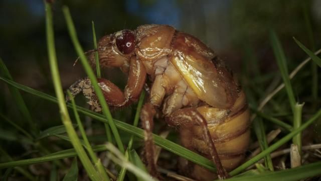 A periodical cicada nymph wiggles in the grass in Macon, Ga., on Thursday, March 28, 2024, after being found while digging holes for rosebushes. Trillions of cicadas are about to emerge in numbers not seen in decades and possibly centuries. (AP Photo/Carolyn Kaster) A periodical cicada nymph wiggles in the grass in Macon, Ga., on Thursday, March 28, 2024, after being found while digging holes for rosebushes. Trillions of cicadas are about to emerge in numbers not seen in decades and possibly centuries. (AP Photo/Carolyn Kaster)