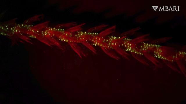 This image provided by the Monterey Bay Aquarium Research Institute in April 2024 shows bioluminescence in the sea whip coral Funiculina sp. observed under red light in a laboratory. Most animals that light up are found in the depths of the ocean and they might have been doing it longer than thought. In a study published in the journal Proceedings of the Royal Society B on Tuesday, April 23, 2024, scientists report that the first animals that glowed may have been coral that lived 540 million years ago. “Light signaling is one of the earliest forms of communication that we know of _ it’s very important in deep waters,” said Andrea Quattrini, a co-author of the study. (Manabu Bessho-Uehara/MBARI via AP)