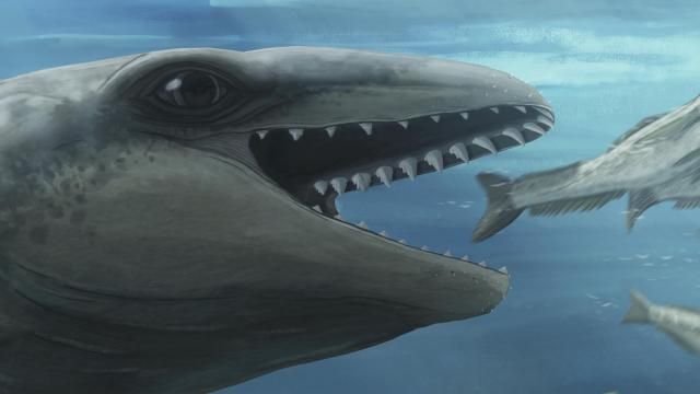 In this illustration provided by Ruairidh Duncan a Janjucetus dullardi is depicted chasing a fish. (Ruairidh Duncan via AP)