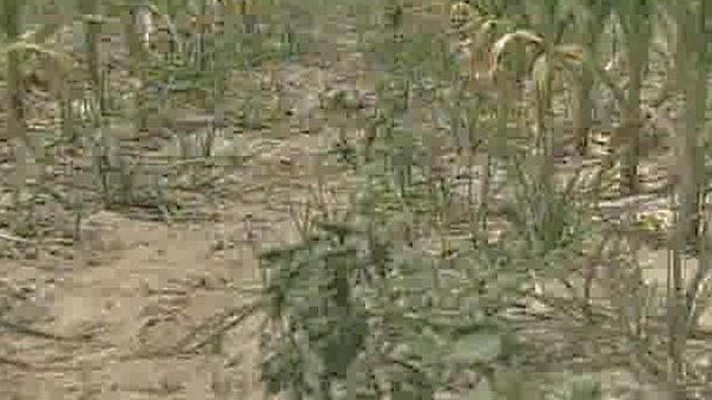 Report: 75 Percent of N.C. Suffering From Drought
