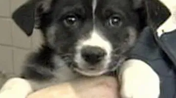 Protect your pets during cold weather