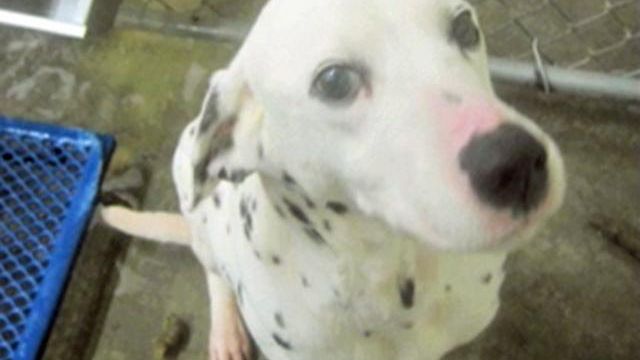 PETA says video shows cat, dog abuse