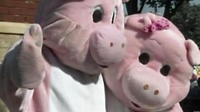 Pigs find love at the Fair