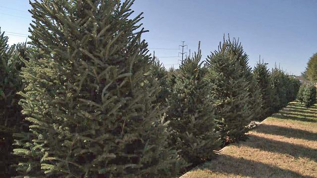 NC Christmas trees snapped up