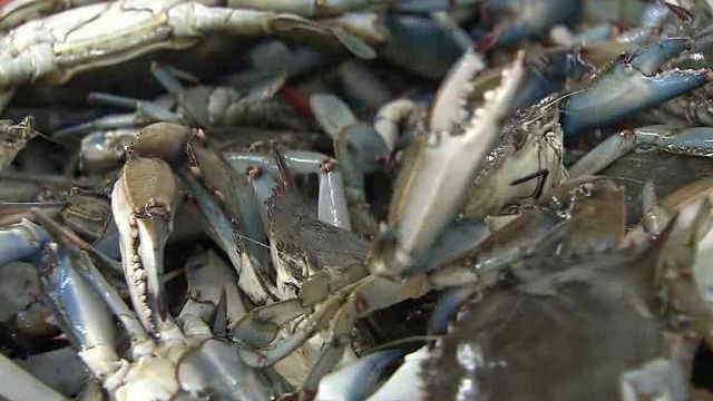 Seafood business open year after Irene