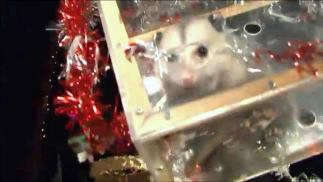 NC town to ring in 2014 with traditional Possum Drop