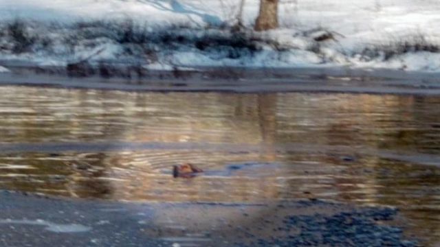 Dog rescued from icy Orange County pond