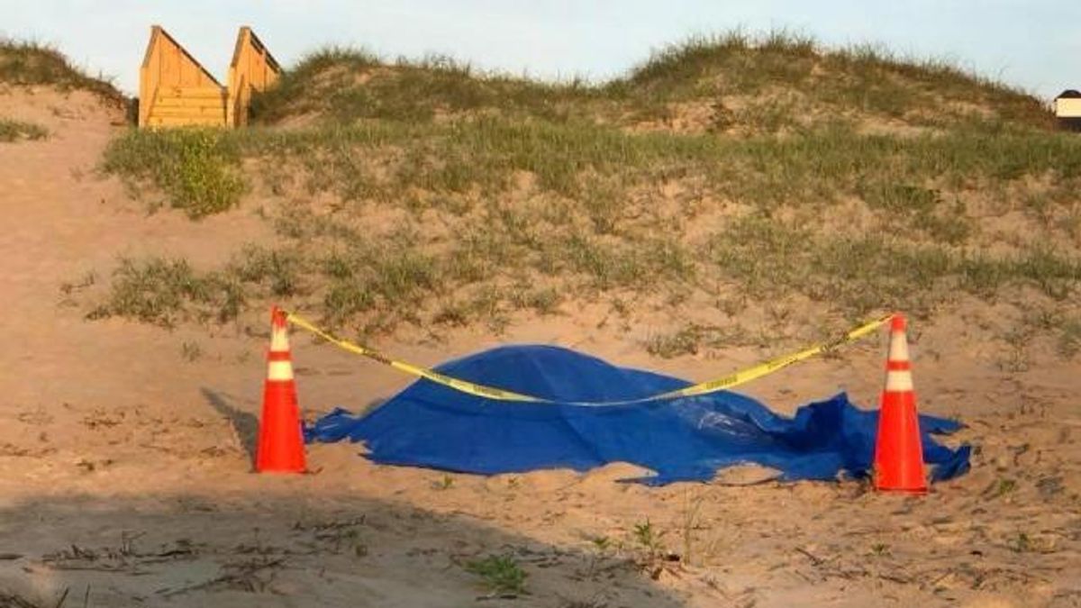 No charges filed after wild mare struck, killed by car near Corolla ...