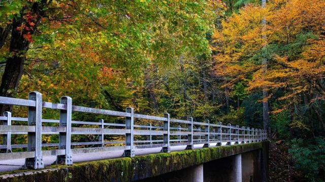 Typically, this Linville Falls visitor's center bridge leads to the eponymous Linville Falls. During autumn, it leads to brilliant fall foliage. For more fall color photos, visit Grandfather Mountain's 2019 Fall Color Gallery at www.grandfather.com. Photo by Skip Sickler (Grandfather Mountain Stewardship Foundation)