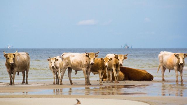 Cows, washed off Cedar Island by hurricane, found alive