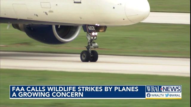 Wildlife strikes a growing concern for FAA after coyote hit at RDU