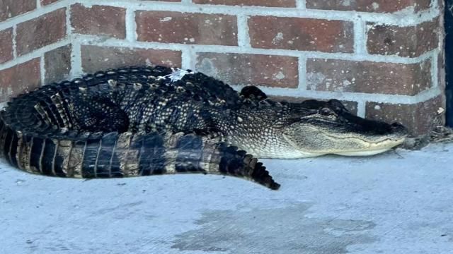 On cam: Alligator captured at Hyde County school