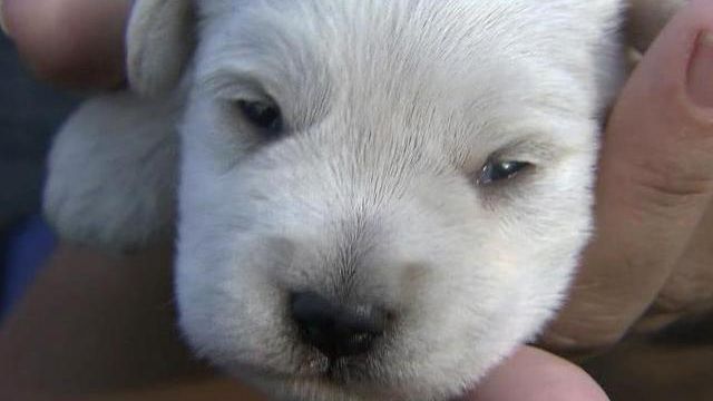 Puppy mill bust renews debate over NC regulations