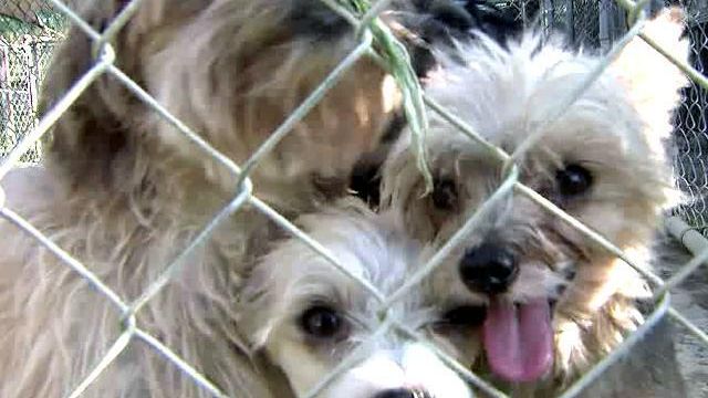 Another 'puppy mill' bill filed in House