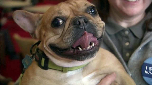 Dog owners say breeders should provide basic care for animals