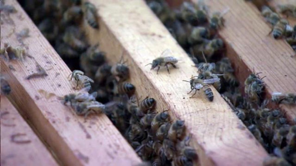Beehive, honeybee, bee