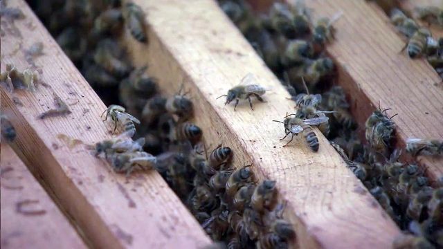 Senate bill would allow more backyard beehives