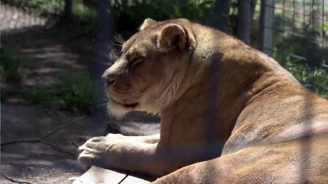Backers say exotic animals bill targets individual owners