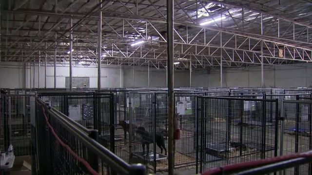 Seized animals cared for in temporary shelter