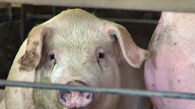NC House passes hog waste bill