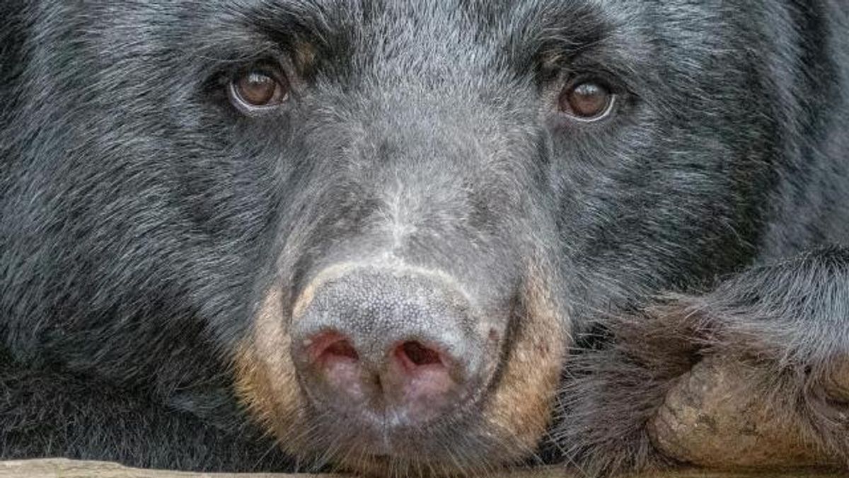 NC sanctuary bears in regulators'--and perhaps soon hunters'--crosshairs