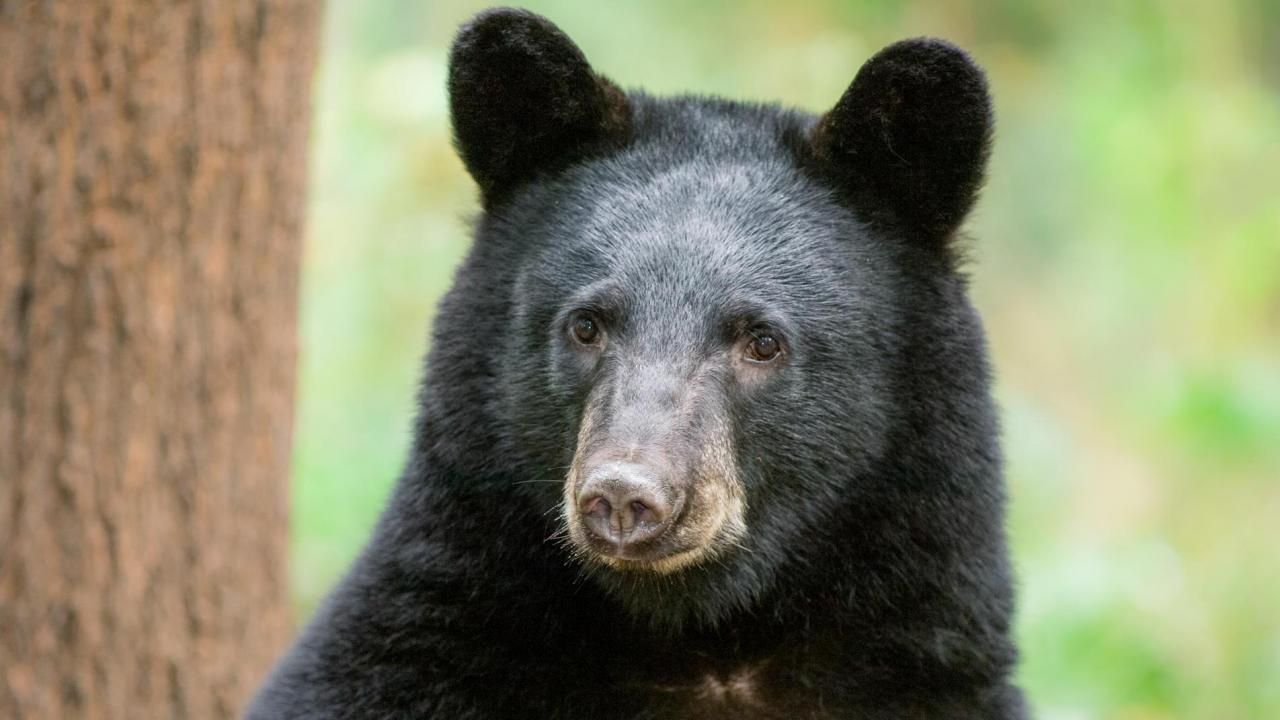 What Happens to Orphaned Black Bear Cubs in North Carolina? - N.C. Wildlife  Resources Commission