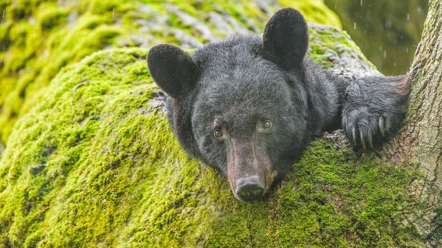 Federal cuts could change your next trip to Great Smoky Mountains National Park