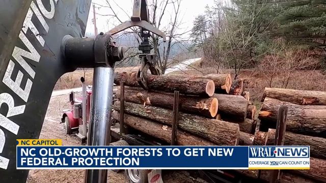 NC old-growth forests get more federal protection from logging