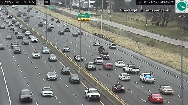 Horses running in oncoming traffic in Ohio. The horses were unharmed. Photo courtesy of NBC News Channel and the Ohio Department of Transportation. Horses running in oncoming traffic in Ohio. The horses were unharmed. Photo courtesy of NBC News Channel and the Ohio Department of Transportation.