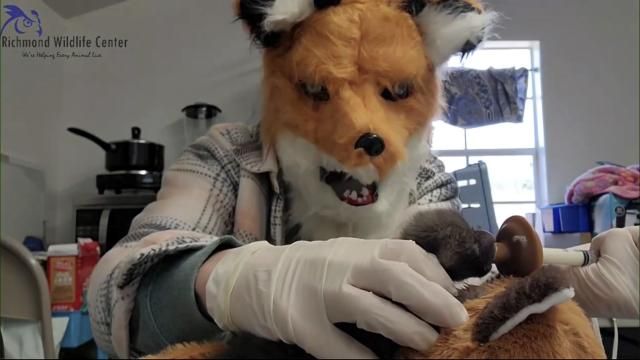 In this image taken from a video provided by the Richmond Wildlife Center, executive director and founder Melissa Stanley wears a fox mask as she feeds an orphaned red fox kit, March 10, 2024, in Richmond, Ca.. Stanley said the mask creates a visual barrier to prevent animals from imprinting on humans. (Richmond Wildlife Center via AP) In this image taken from a video provided by the Richmond Wildlife Center, executive director and founder Melissa Stanley wears a fox mask as she feeds an orphaned red fox kit, March 10, 2024, in Richmond, Ca.. Stanley said the mask creates a visual barrier to prevent animals from imprinting on humans. (Richmond Wildlife Center via AP)