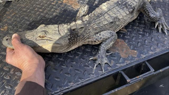 In this photo provided by the Tennessee Wildlife Resources Agency, an alligator was caught by an angler in Norris Lake in Union County, Tenn., on Monday, March 18, 2024. TWRA communications coordinator Matthew Cameron said the origin of the alligator was unclear, but it appeared that the alligator had been illegally held in captivity and possibly released into the lake. (Rick Roberts/Tennessee Wildlife Resources Agency via AP) In this photo provided by the Tennessee Wildlife Resources Agency, an alligator was caught by an angler in Norris Lake in Union County, Tenn., on Monday, March 18, 2024. TWRA communications coordinator Matthew Cameron said the origin of the alligator was unclear, but it appeared that the alligator had been illegally held in captivity and possibly released into the lake. (Rick Roberts/Tennessee Wildlife Resources Agency via AP)